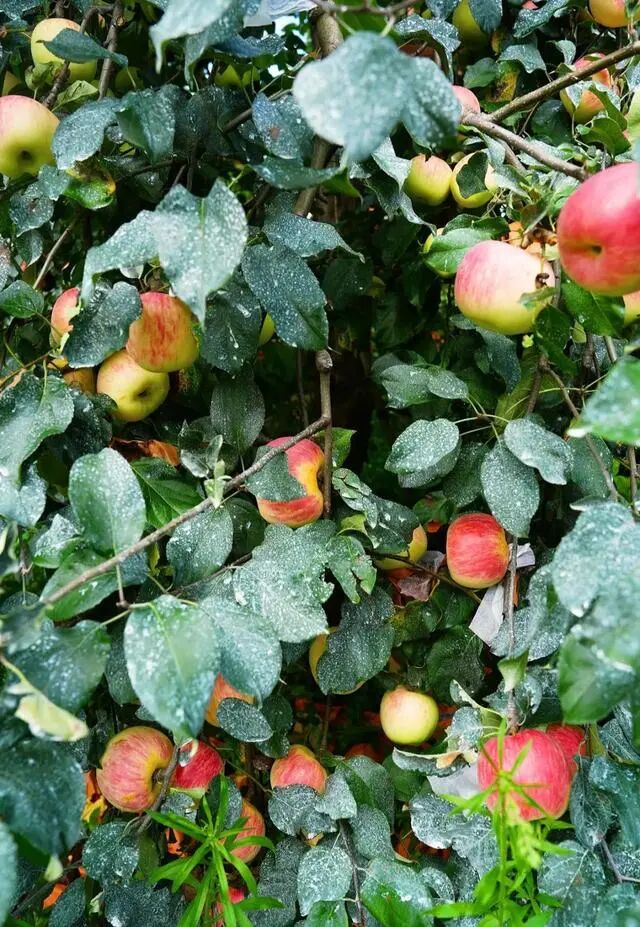 凉山初秋甜蜜来袭：越西苹果脆甜酥爽，会理石榴粒大爆汁，千万别错过！插图12