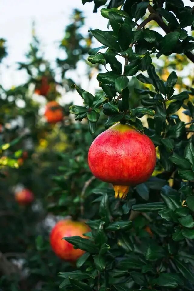凉山初秋甜蜜来袭：越西苹果脆甜酥爽，会理石榴粒大爆汁，千万别错过！插图13