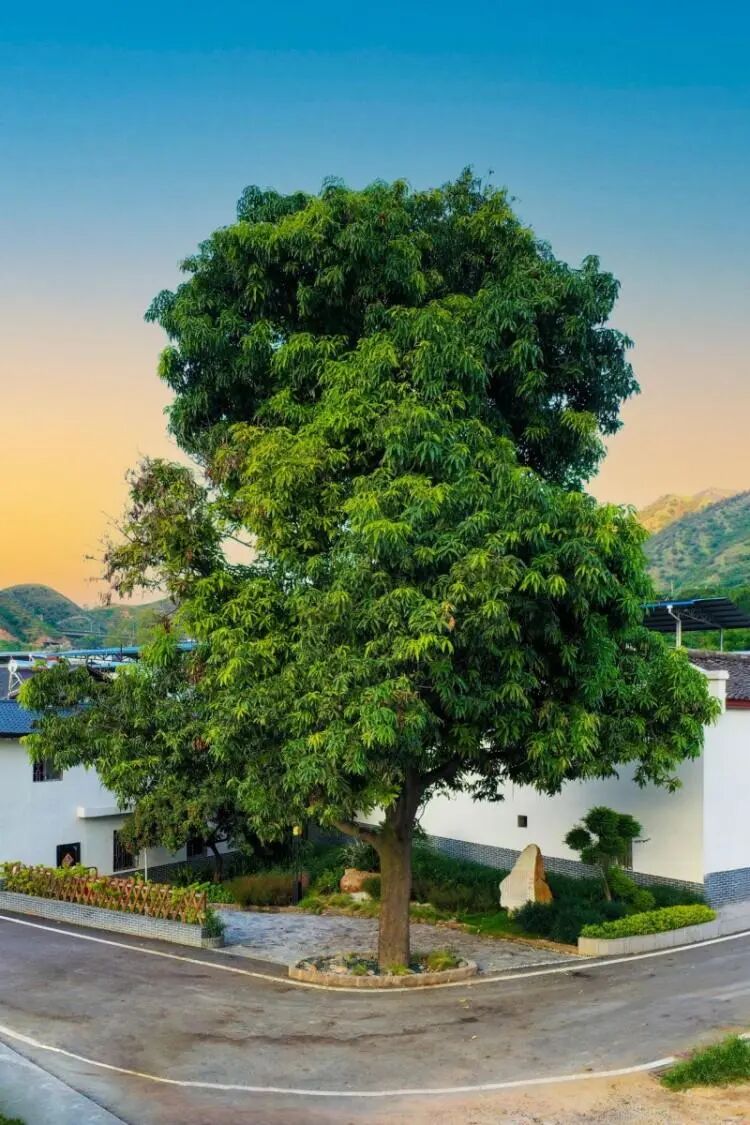 探秘攀枝花仁和臻芒：品种多样、品质上乘背后的故事与品牌内涵插图3