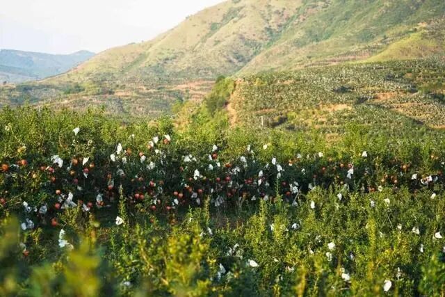 凉山初秋甜蜜来袭：越西苹果脆甜酥爽，会理石榴粒大爆汁，千万别错过！插图25