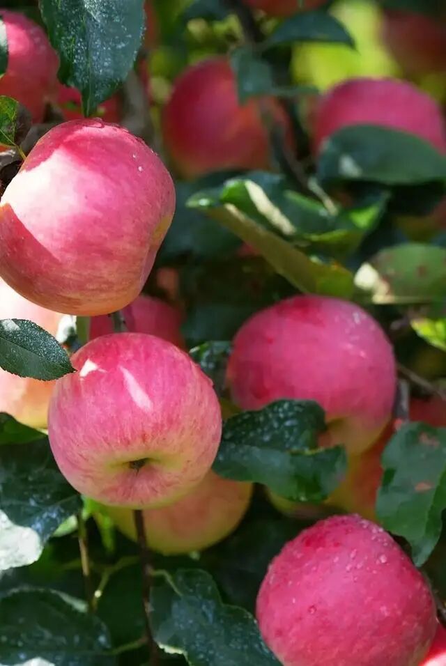 凉山初秋甜蜜来袭：越西苹果脆甜酥爽，会理石榴粒大爆汁，千万别错过！插图2