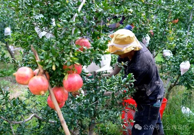 凉山初秋甜蜜来袭：越西苹果脆甜酥爽，会理石榴粒大爆汁，千万别错过！插图27
