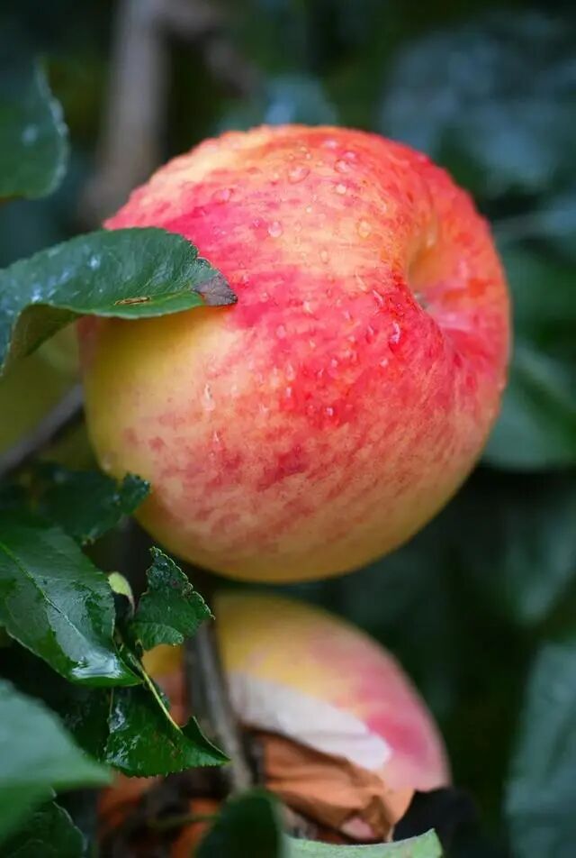 凉山初秋甜蜜来袭：越西苹果脆甜酥爽，会理石榴粒大爆汁，千万别错过！插图3