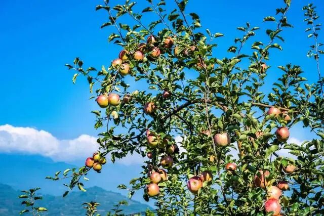 凉山初秋甜蜜来袭：越西苹果脆甜酥爽，会理石榴粒大爆汁，千万别错过！插图5