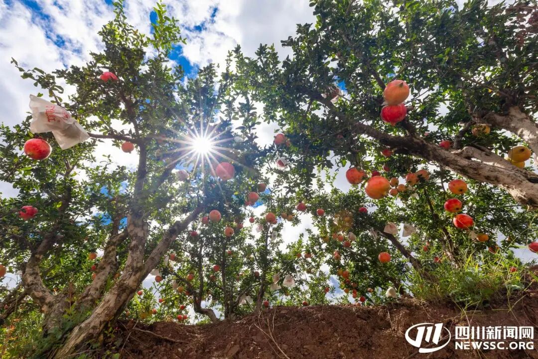 2025 会理石榴丰收节 9.23 启幕：“会理榴香・甜透八方”，多活动打造 “农业 + 文旅” 盛宴插图1