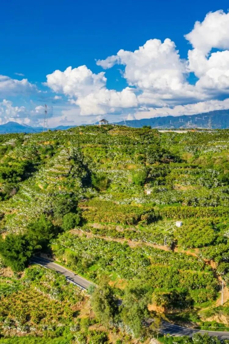 探秘攀枝花仁和臻芒：品种多样、品质上乘背后的故事与品牌内涵插图4