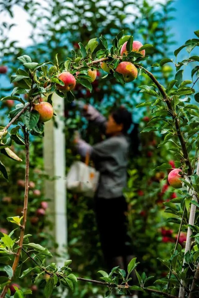 凉山初秋甜蜜来袭：越西苹果脆甜酥爽，会理石榴粒大爆汁，千万别错过！插图11