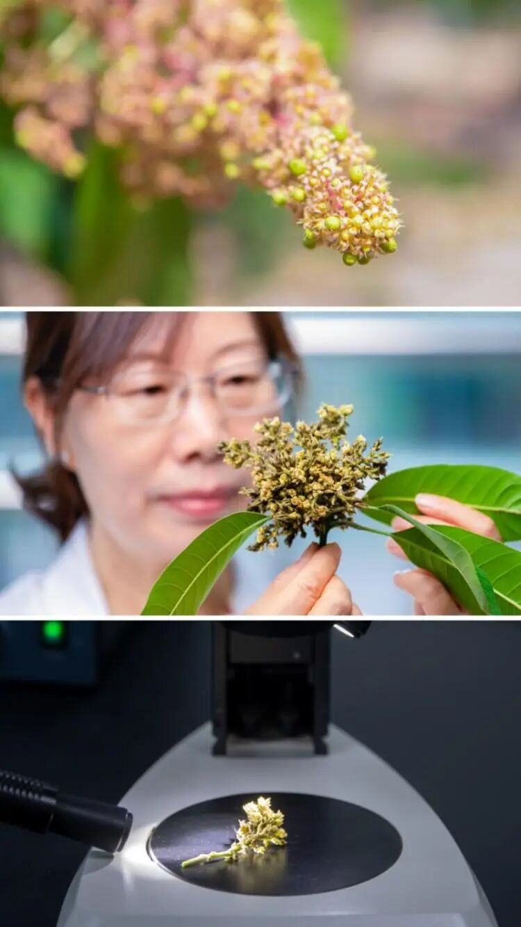 探秘攀枝花仁和臻芒：品种多样、品质上乘背后的故事与品牌内涵插图5