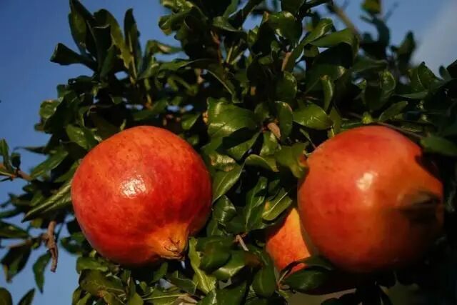 凉山初秋甜蜜来袭：越西苹果脆甜酥爽，会理石榴粒大爆汁，千万别错过！插图14