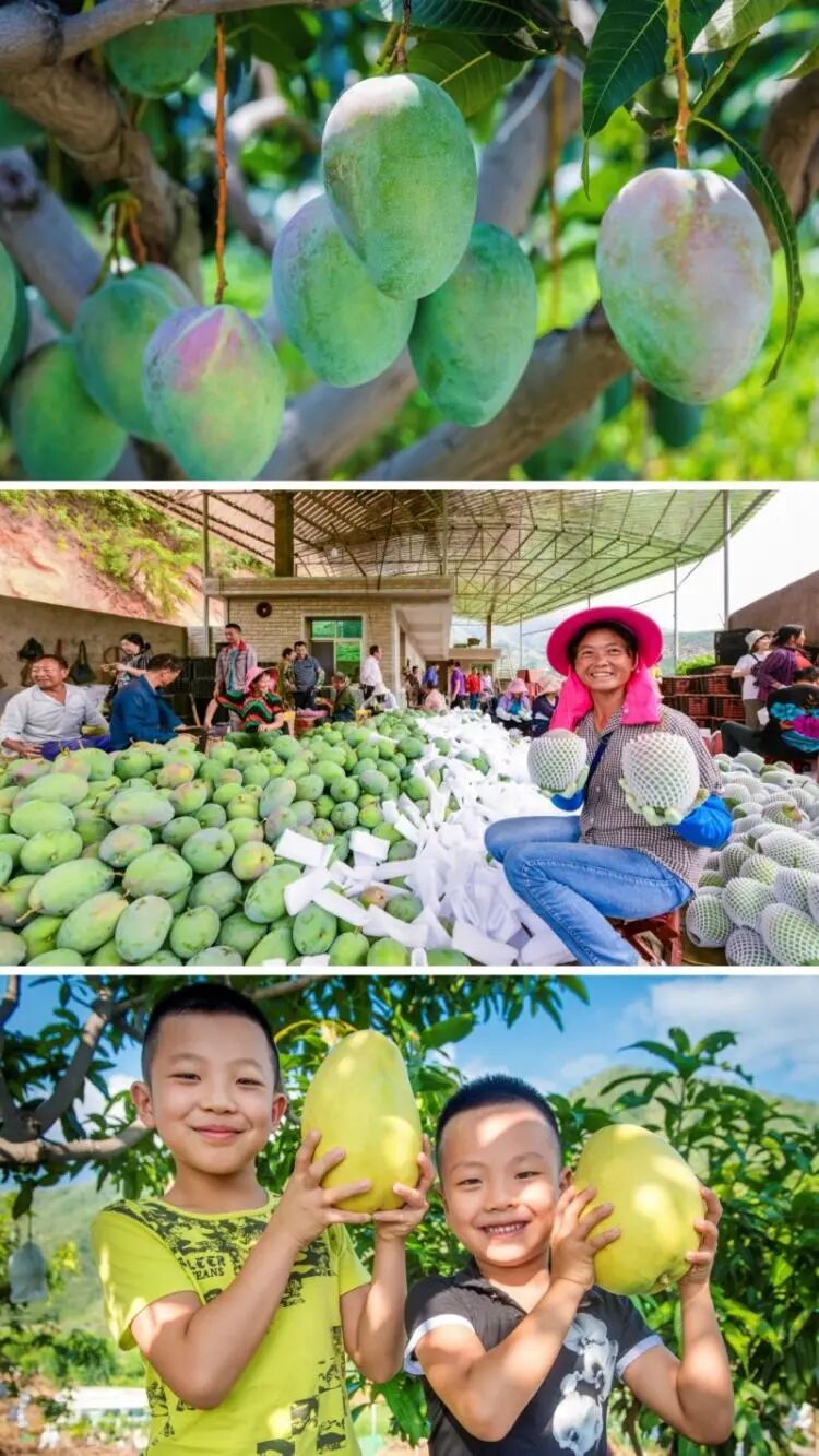 探秘攀枝花仁和臻芒：品种多样、品质上乘背后的故事与品牌内涵插图2