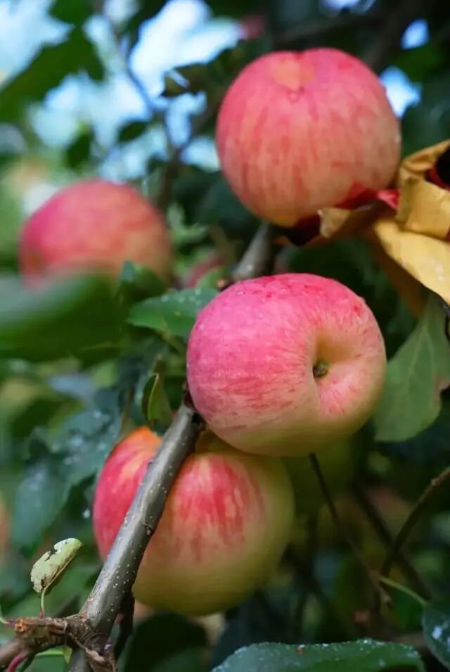 凉山初秋甜蜜来袭：越西苹果脆甜酥爽，会理石榴粒大爆汁，千万别错过！插图1
