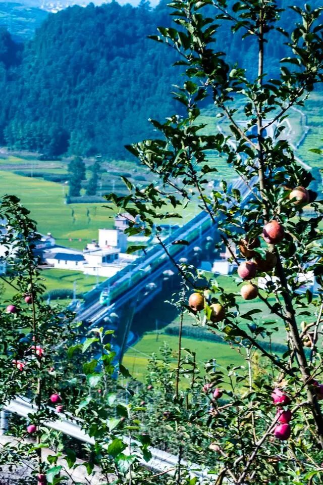 凉山初秋甜蜜来袭：越西苹果脆甜酥爽，会理石榴粒大爆汁，千万别错过！插图7