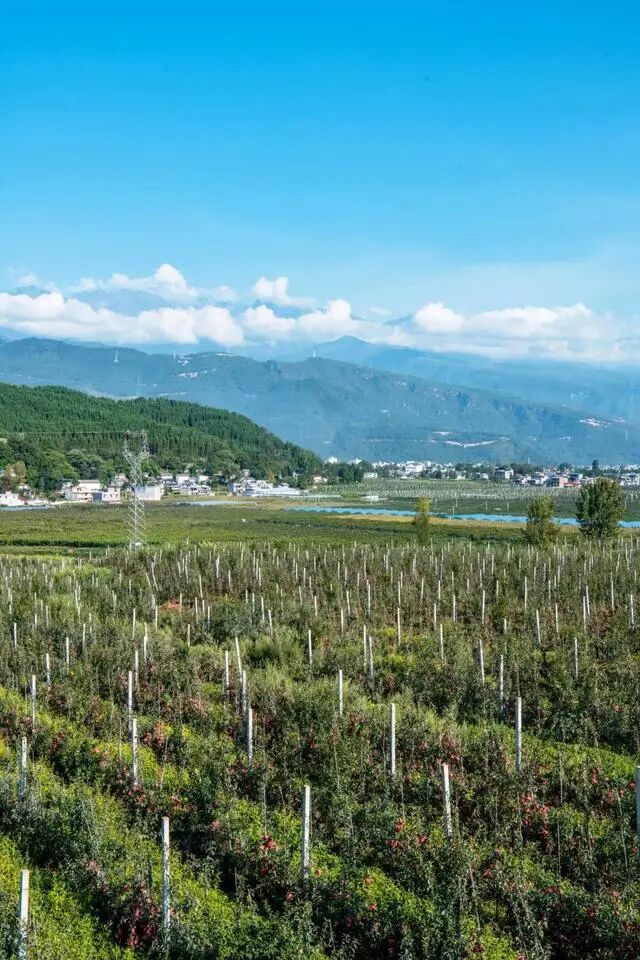 凉山初秋甜蜜来袭：越西苹果脆甜酥爽，会理石榴粒大爆汁，千万别错过！插图6