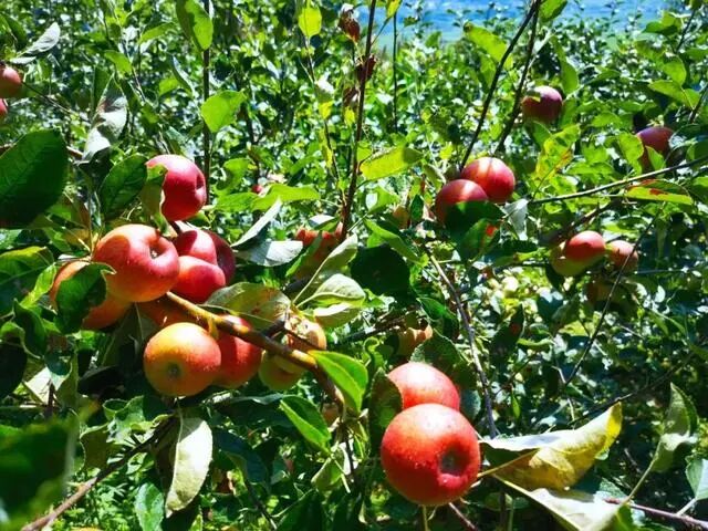 凉山初秋甜蜜来袭：越西苹果脆甜酥爽，会理石榴粒大爆汁，千万别错过！插图9