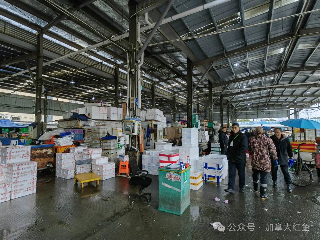 加拿大开市红鱼广告牌第1季:第2弹杭州勾庄水产批发市场闪亮登场