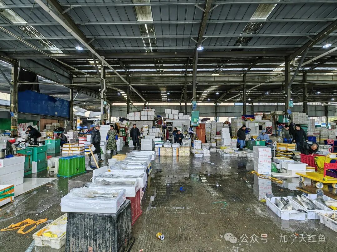 加拿大开市红鱼广告牌第1季:第2弹杭州勾庄水产批发市场闪亮登场