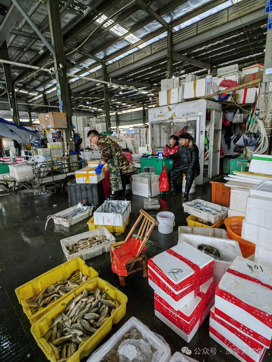 加拿大开市红鱼广告牌第1季:第2弹杭州勾庄水产批发市场闪亮登场