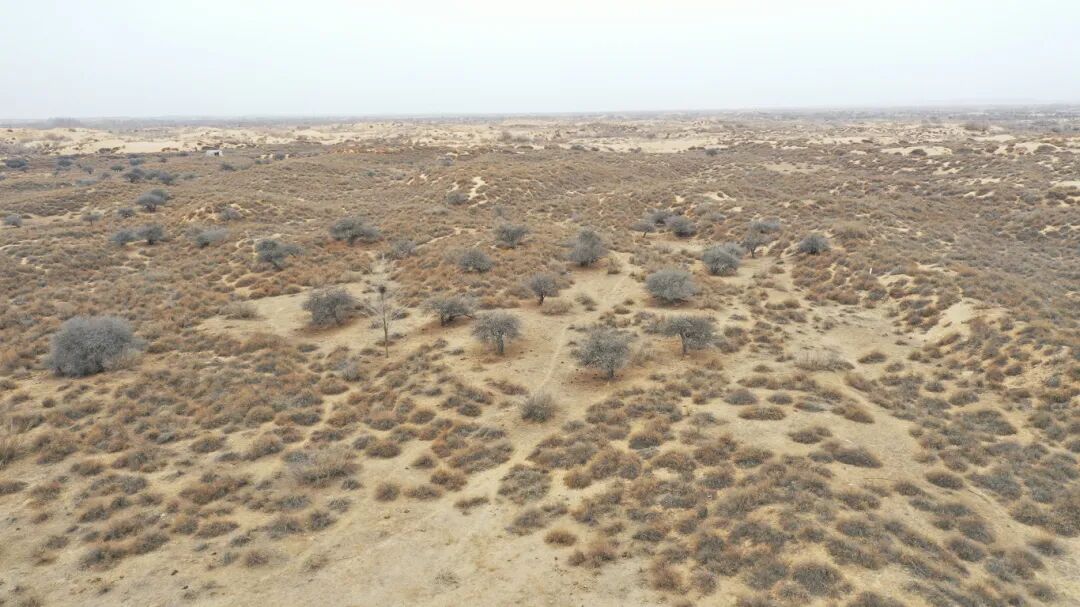 它叫黑格兰↗蒙名为雅士木杜