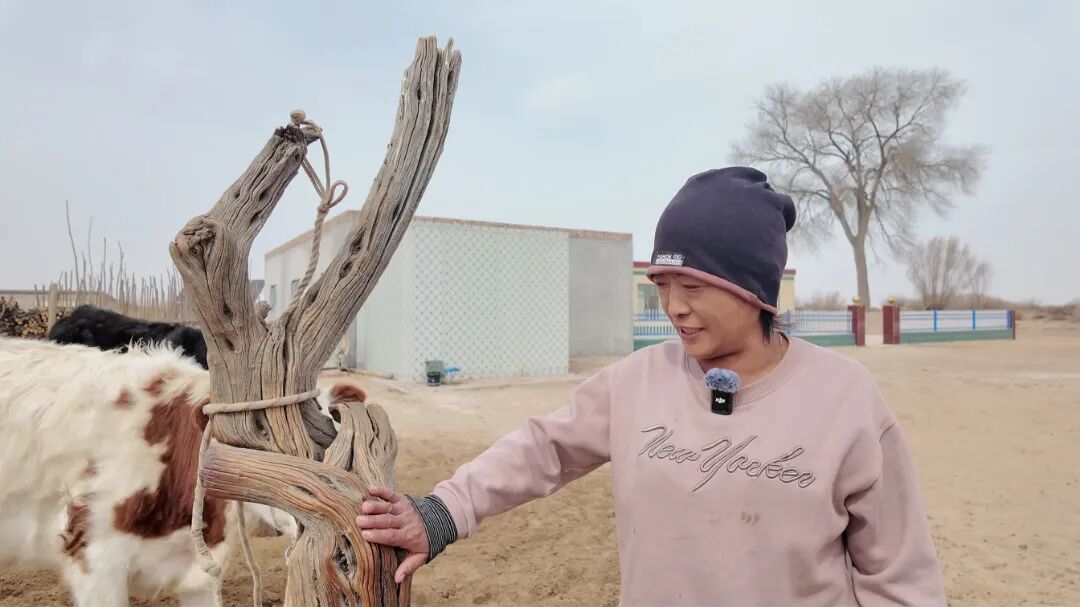 家住在内蒙古鄂尔多斯市乌审旗巴彦恩格日的牧民齐齐格告诉记者,"自