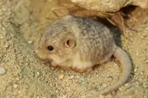 米熊和金丝熊那个温顺_金丝熊和虎纹熊交配_金丝熊身上有大量病毒