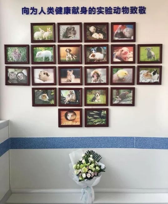 金丝熊身上有大量病毒_米熊和金丝熊那个温顺_金丝熊和虎纹熊交配