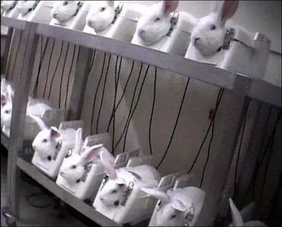 金丝熊身上有大量病毒_米熊和金丝熊那个温顺_金丝熊和虎纹熊交配