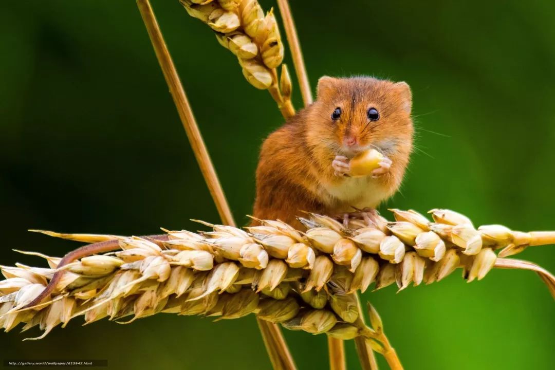 米熊和金丝熊那个温顺_金丝熊身上有大量病毒_金丝熊和虎纹熊交配