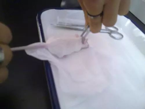 米熊和金丝熊那个温顺_金丝熊身上有大量病毒_金丝熊和虎纹熊交配