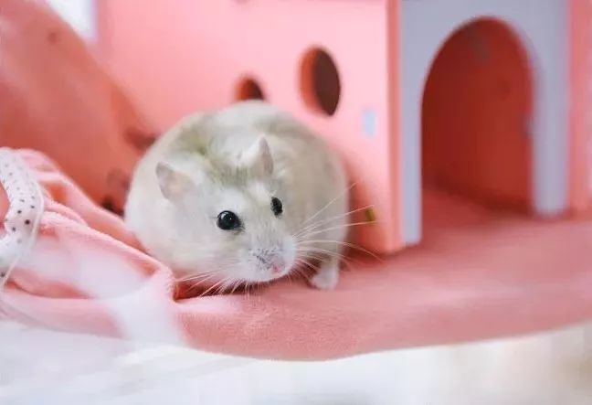 米熊和金丝熊那个温顺_金丝熊和虎纹熊交配_金丝熊身上有大量病毒