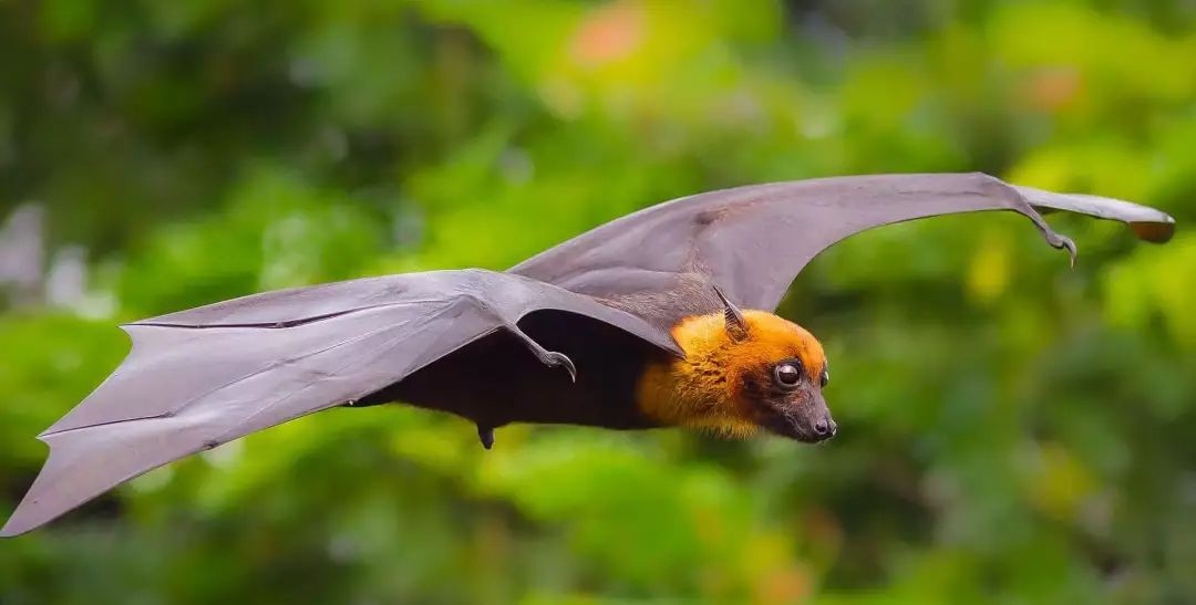 金丝熊身上有大量病毒_米熊和金丝熊那个温顺_金丝熊和虎纹熊交配