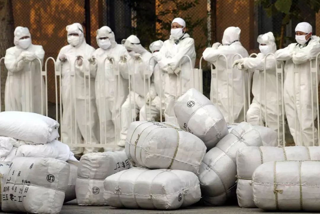 米熊和金丝熊那个温顺_金丝熊身上有大量病毒_金丝熊和虎纹熊交配