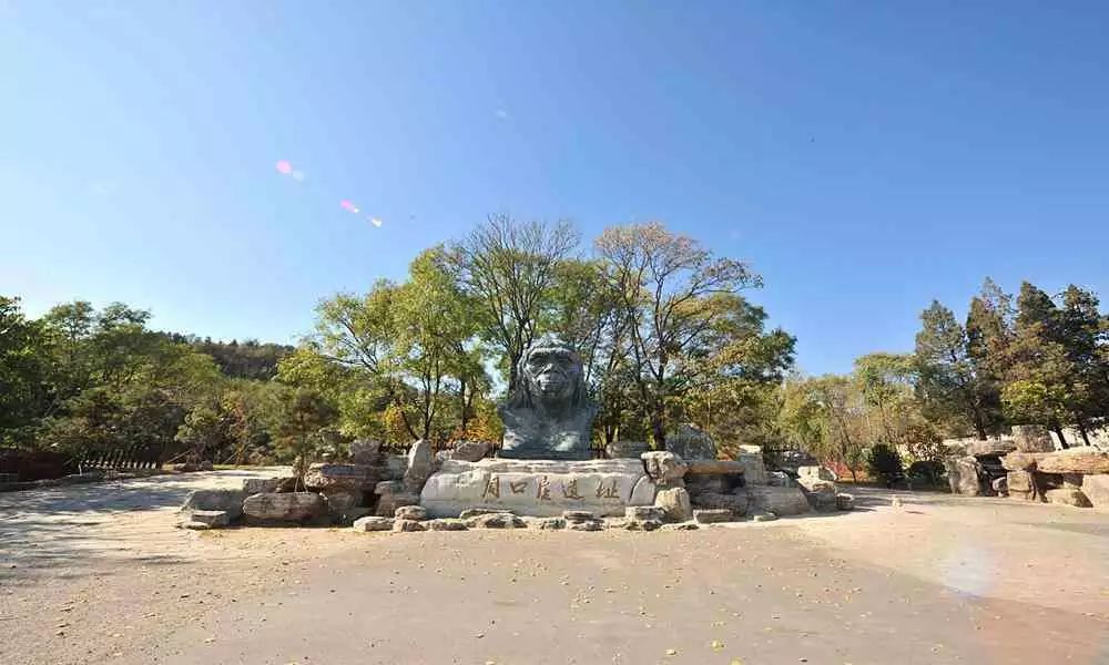 金丝熊身上有大量病毒_金丝熊和虎纹熊交配_米熊和金丝熊那个温顺