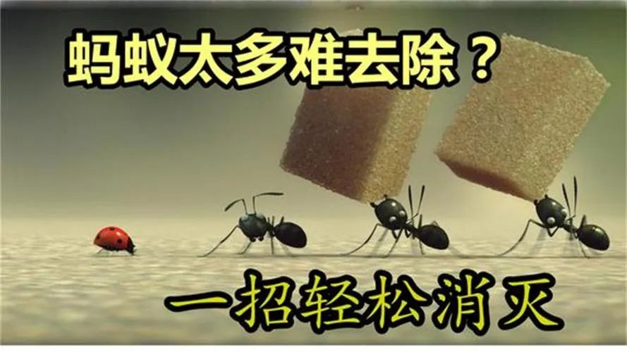 家里怎么有蚂蚁