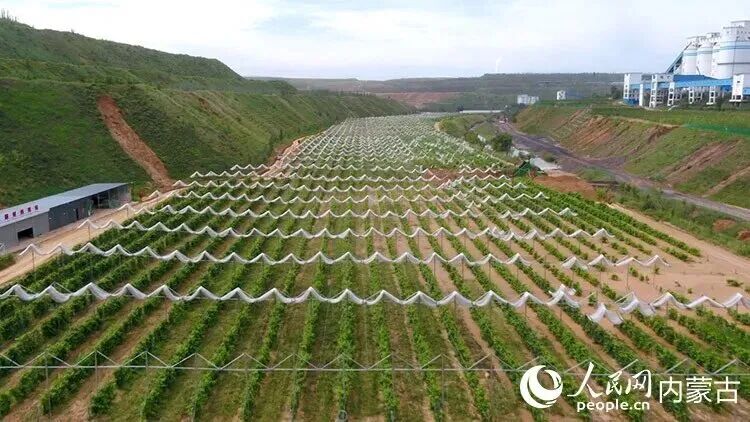力量煤业复垦区葡萄园。（受访单位供图）