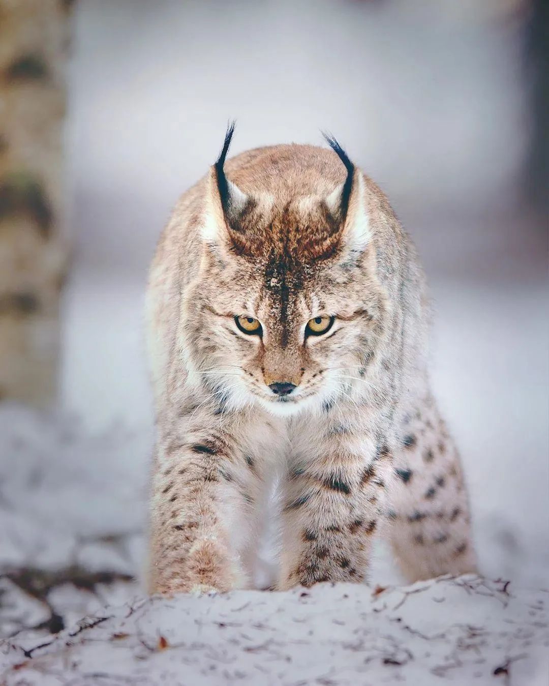 国家二级保护野生动物猞猁现身可可托海国际滑雪度假区