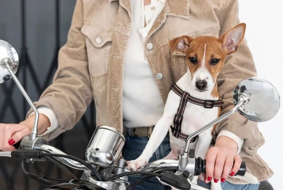 Shanghai MUTE Scooter Rental ： Monthly Deals & No-License Rides