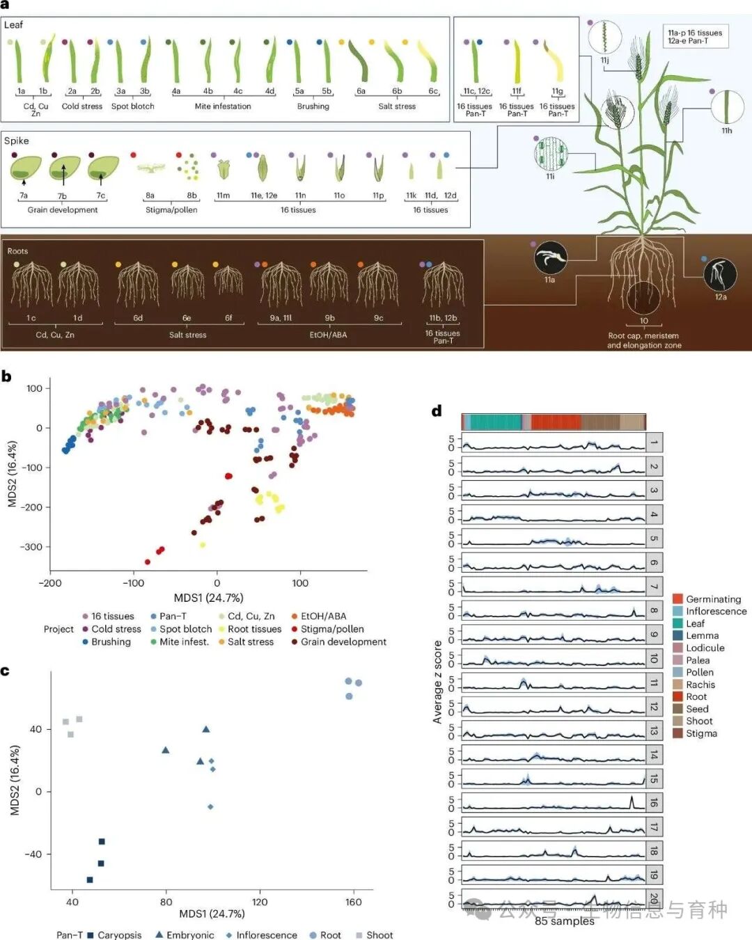 Morex Atlas RNA-seq数据集和样本间的变异性