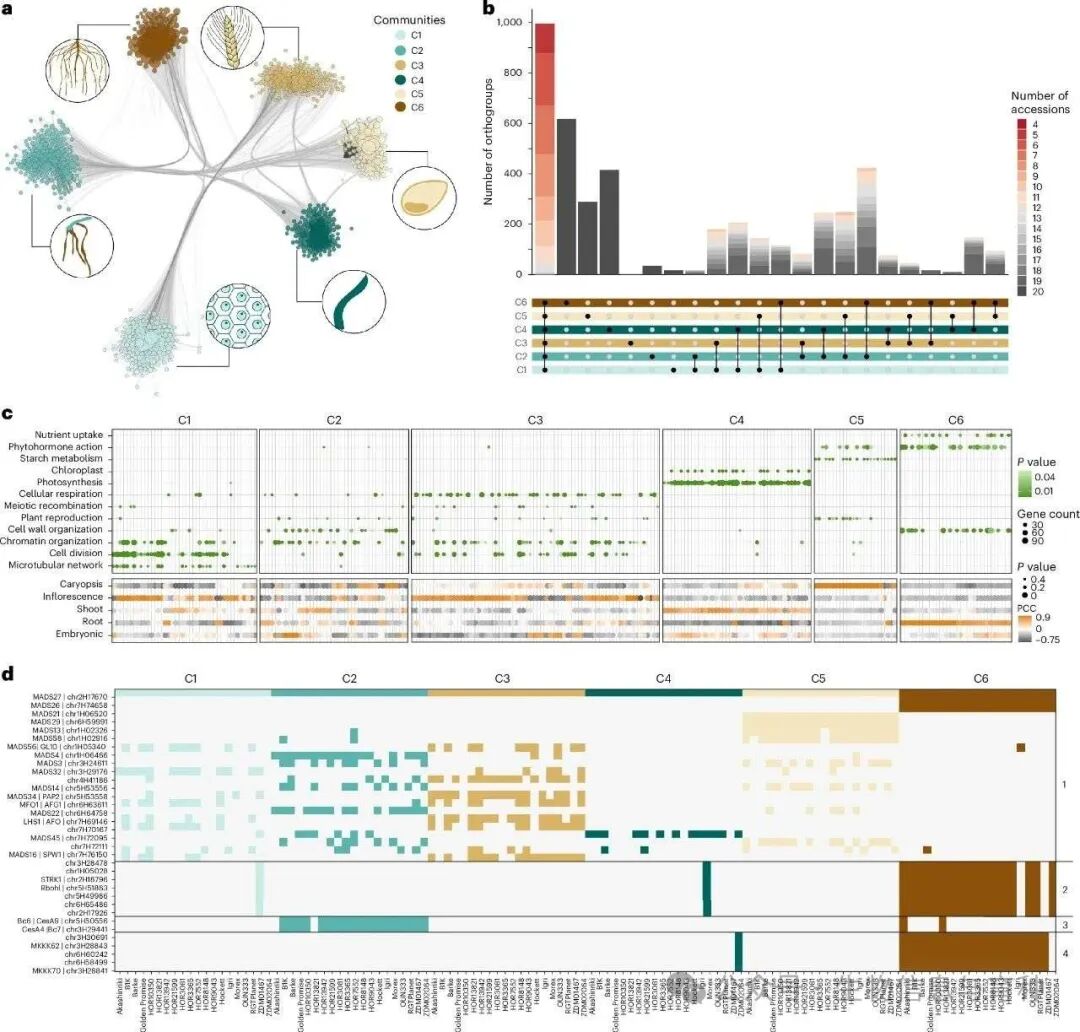 比较基因表达和基因网络分析