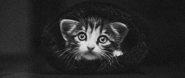 她，拍了14年流浪猫