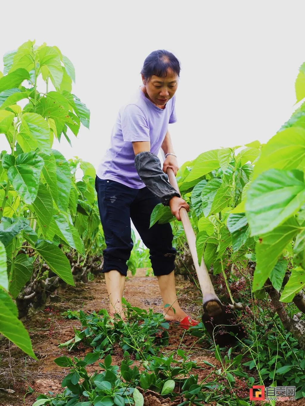 致富张安平小说_致富经张