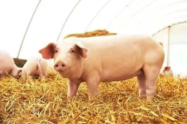 （养殖）肉猪料肉比的影响因素及对策