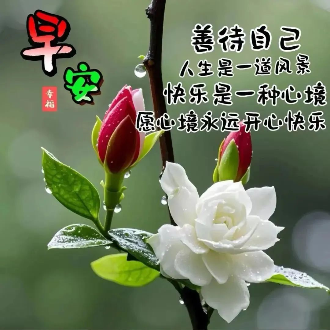 早上好图片 表情花草图片