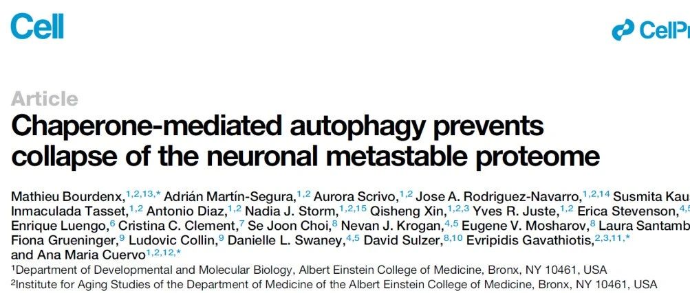 Cell：增强神经元自噬，逆转阿尔兹海默症的候选分子
