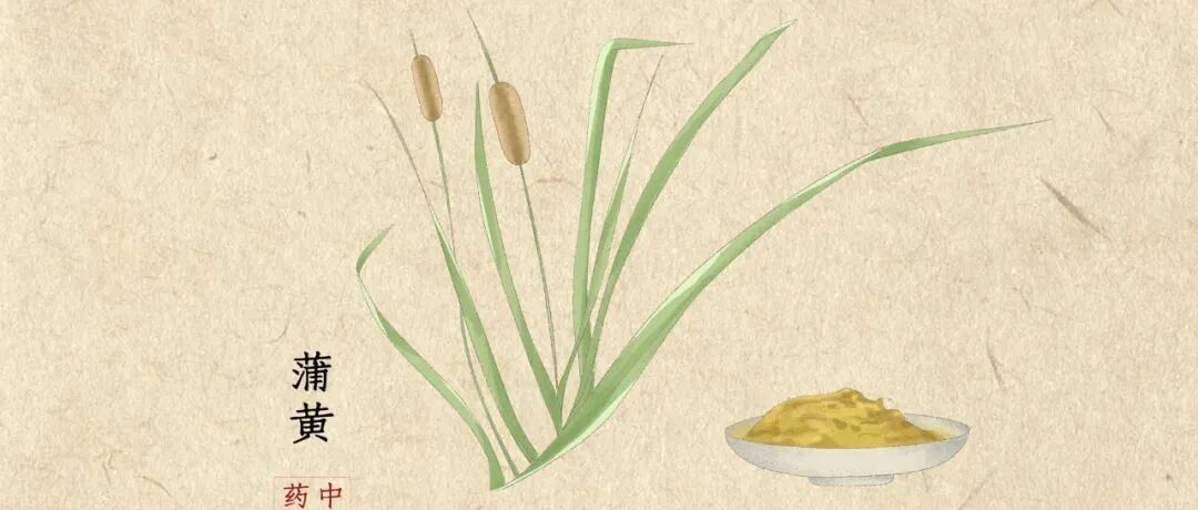 这味中药降糖、降脂，是止血不留瘀的“妇女之友”