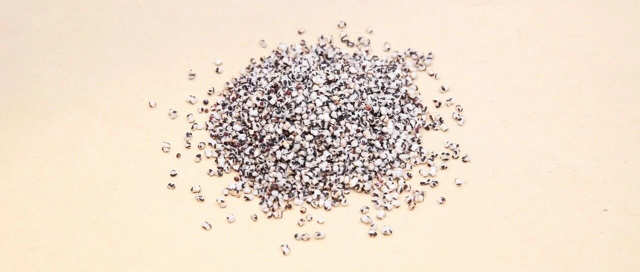 每天认识一味中药——王不留行