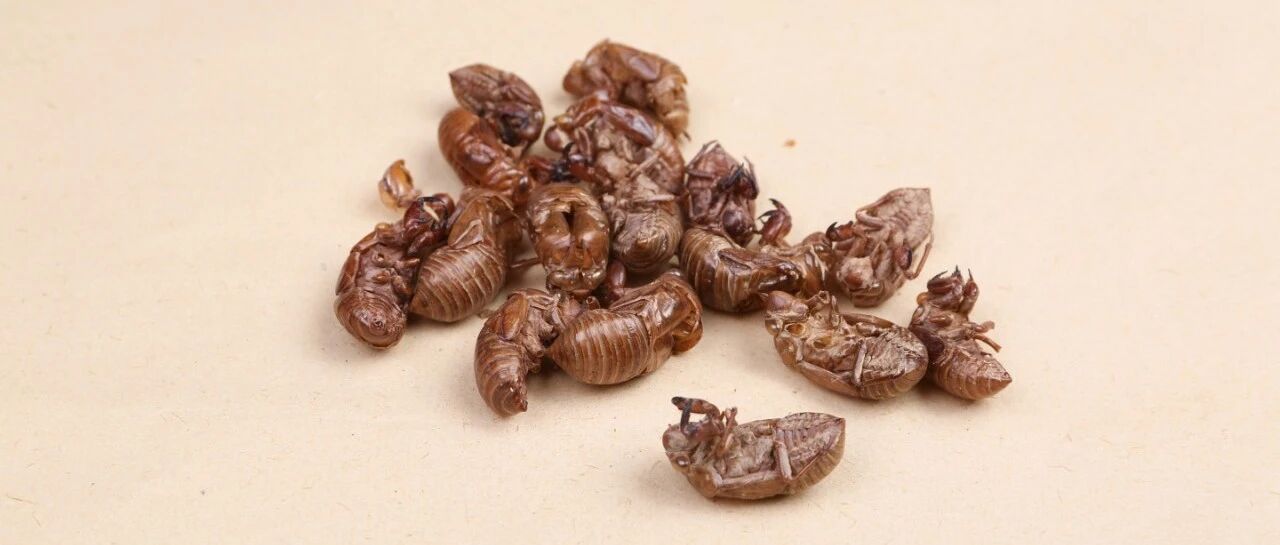 每天认识一味中药——蝉蜕