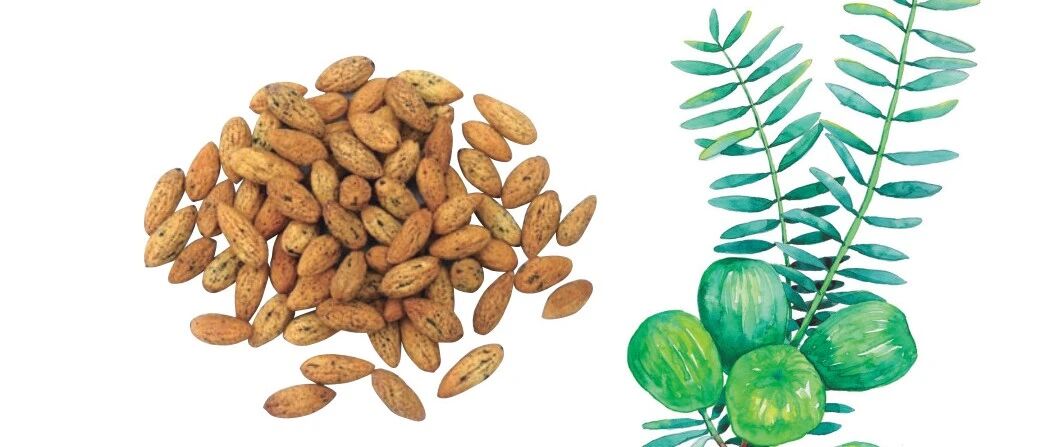 每天认识一味中药——榧子