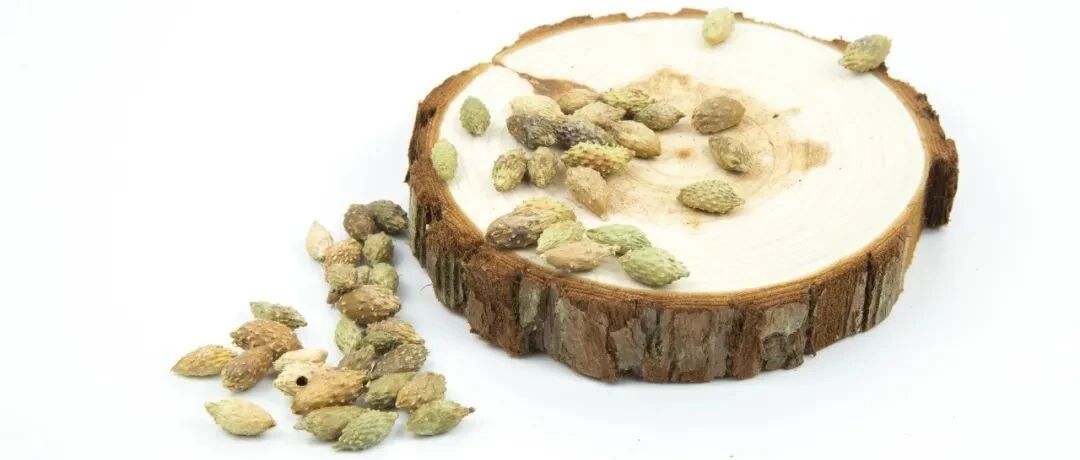 每天认识一味中药——苍耳子