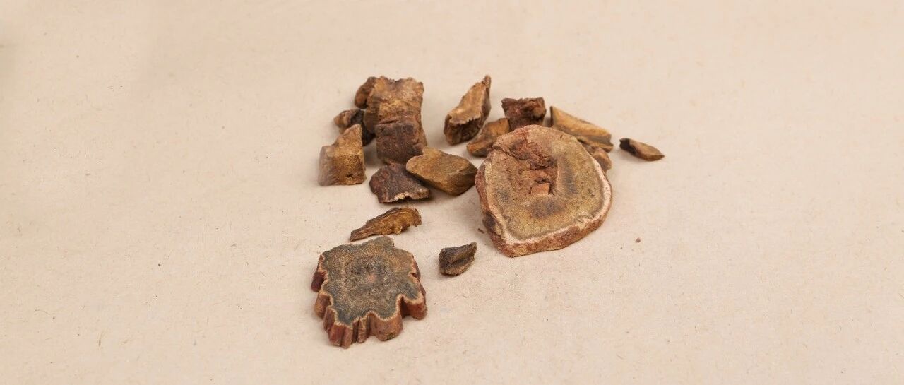 每天认识一味中药——大黄