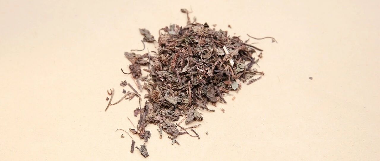 每天认识一味中药——车前草